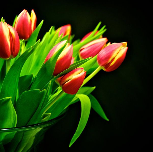 Tulips by Dennis Beentjes