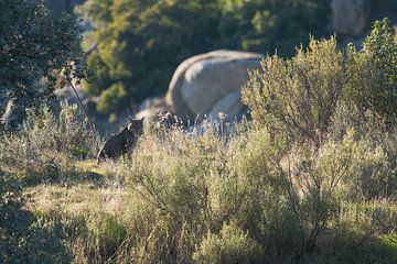 Iberian Lynx in Sierra de Andújar by Rick van der Weijde