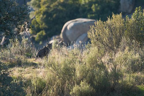 Pardellynx in Sierra de Andújar van Rick van der Weijde