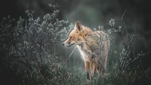 Fox von Alex Pansier