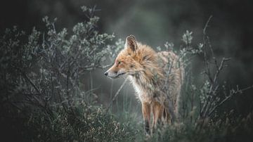 Fox von Alex Pansier