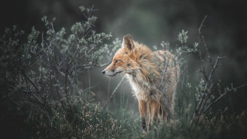 Fox by Alex Pansier