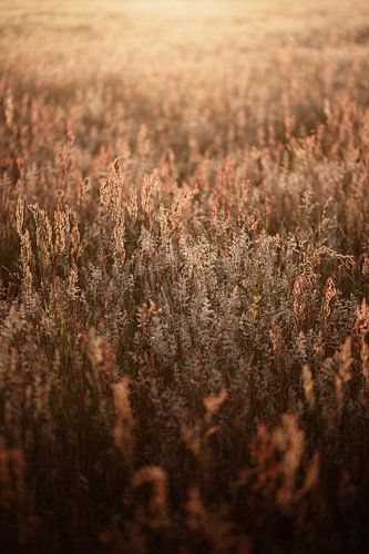 Zomer op het Veluwse platteland