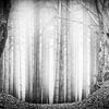 Arbres droits entourés d'arbres dansants et de brume dans le Speulderbos en noir et blanc sur Bart Ros