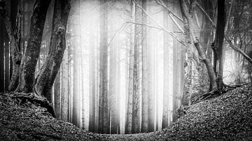 Gerade Bäume umgeben von tanzenden Bäumen und Nebel im Speulderbos in Schwarz-Weiß