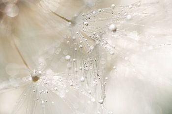 Löwenzahnflocken im Licht