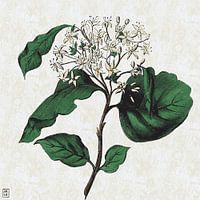 Botanische print