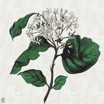 Botanische print van Ingrid A.U. Motzheim