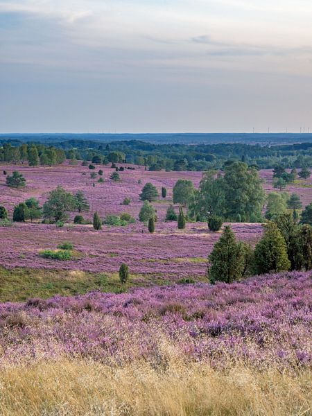 Vue de Wilseder Berg, Lüneburg Heath par Katrin May