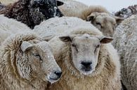 Schafe im Schneesturm von Henk Bogaard Miniaturansicht
