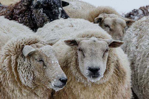 schaap in sneeuwstorm