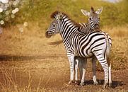 Zwei junge Zebras, Südafrika van W. Woyke thumbnail