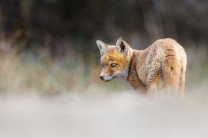 Jungfuchs von Pim Leijen