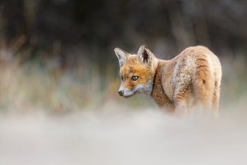 jeune renard