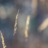 Grasblume im Gegenlicht fotografiert von Tjeerd Knier
