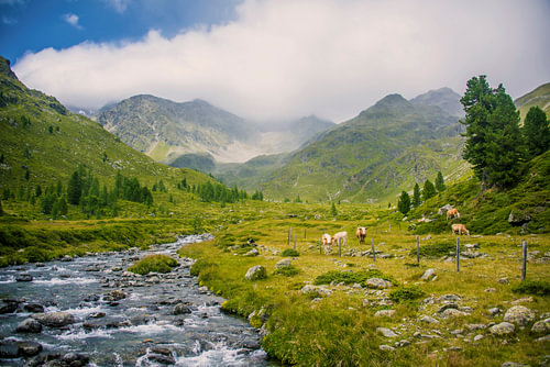 Alpenlandschaft mit Gebirgsbach und Kühen – Lienzer Hütte, Österreich