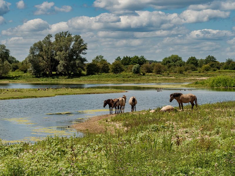Konik horses by Hans Hendriks
