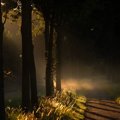 Bomenlaantje met zonsopkomst.