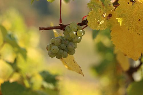 Weiße Rebsorte aus dem Saarburger Weinhain