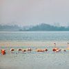 Flamingos in Lake Grevelingen by Frans Lemmens