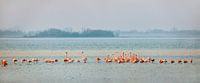 Flamingo's in het Grevelingenmeer van Frans Lemmens thumbnail