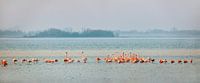 Flamants au lac de Grevelingen