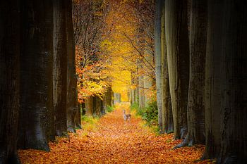 Boslaan in Oranjewoud