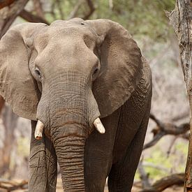 Elephant, Hwange National Park, Zimbabwe by Marco Kost