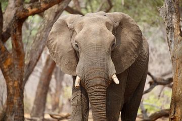 Éléphant, Parc national du Hwange, Zimbabwe sur Marco Kost