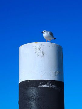 Seagull resting on a pole against a clear sky in the harbour of Lauwersoog by Helene Ketzer