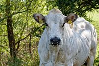 Cow with nose ring