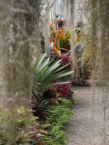 Sentier tropical dans une serre avec mousse suspendue