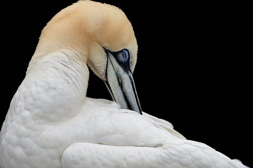 Gannets grooming their plumage