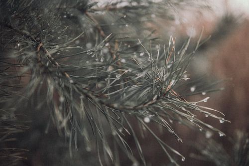 Gouttes sur une branche de sapin