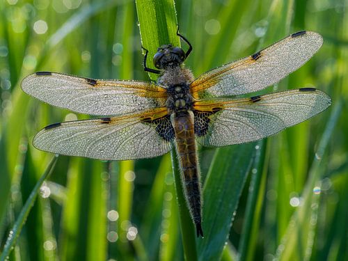 Four-spot Dragonfly by Pieter Gordijn