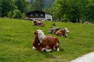 Alpen cows at Königssee in Berchtesgadener Land van Maurice Meerten thumbnail