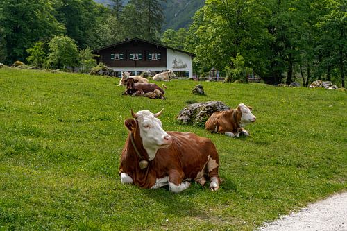 Alpen cows at Königssee in Berchtesgadener Land
