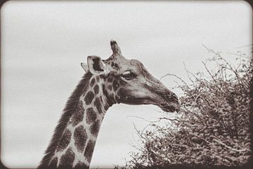 Grote Afrikaanse giraffe in Namibië, Afrika van Patrick Groß