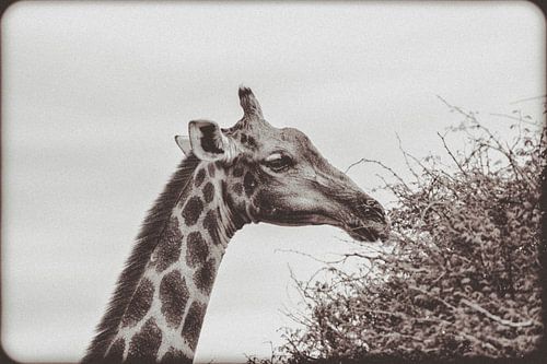 Grote Afrikaanse giraffe in Namibië, Afrika