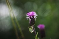 Akkerdistel in het veld