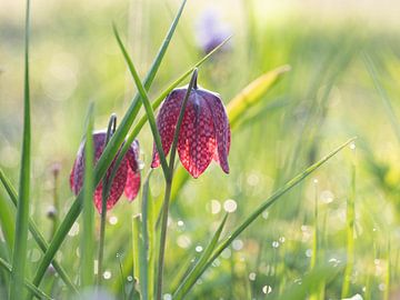 Fleurs de vanneau