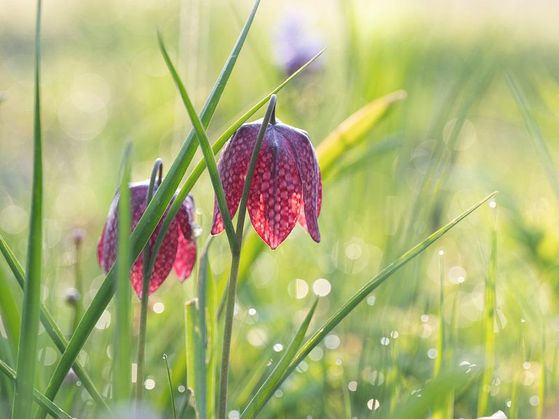 Fleurs de vanneau par Maaike Munniksma