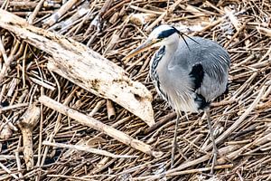 Blauwe reiger op drijfhout van Dieter Walther