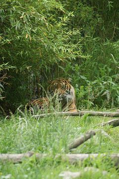 Loerende Sumatraanse tijger by Ronald en Bart van Berkel