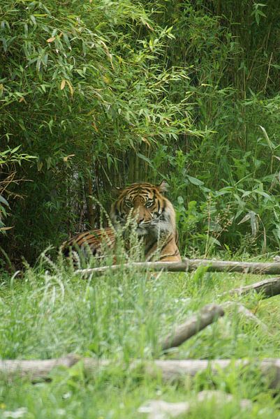 Loerende Sumatraanse tijger van Ronald en Bart van Berkel