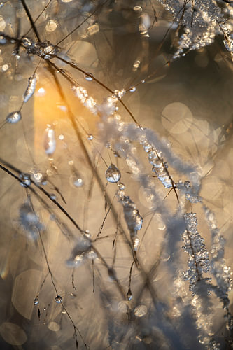 Gefrorene Tropfen und Eiskristalle im Sonnenlicht – Makro-Naturfotografie