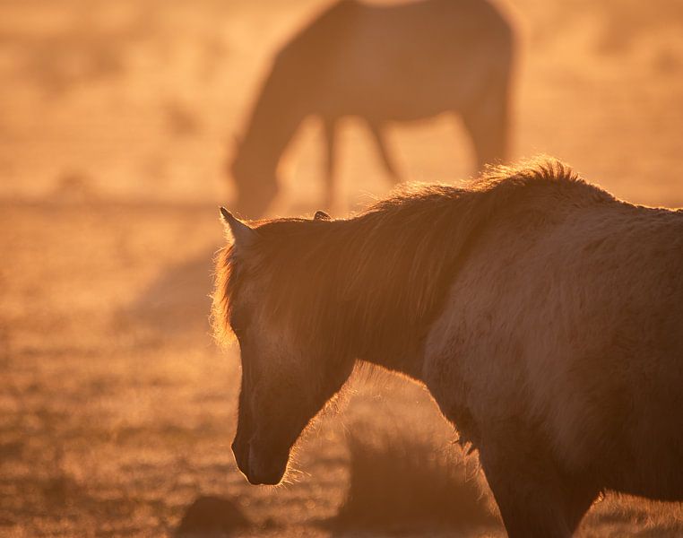 horses by natascha verbij