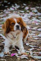 Hond tussen bloesemblaadjes