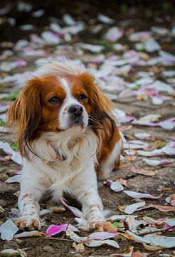 Hond tussen bloesemblaadjes van Malu de Jong