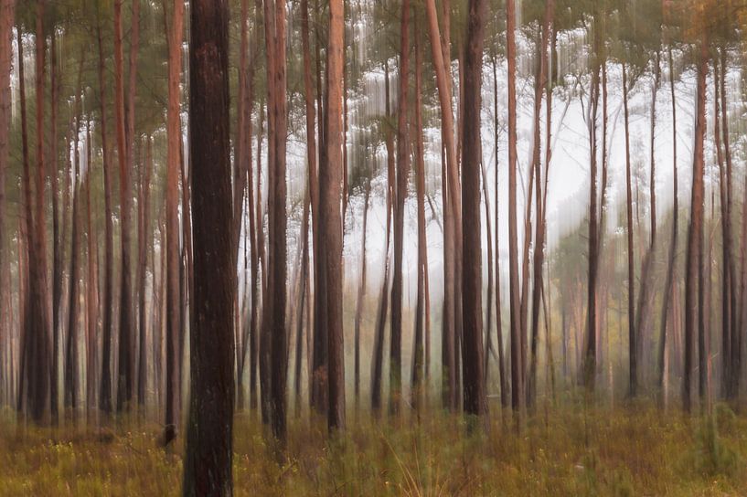 abstract trees part 2 by Tania Perneel